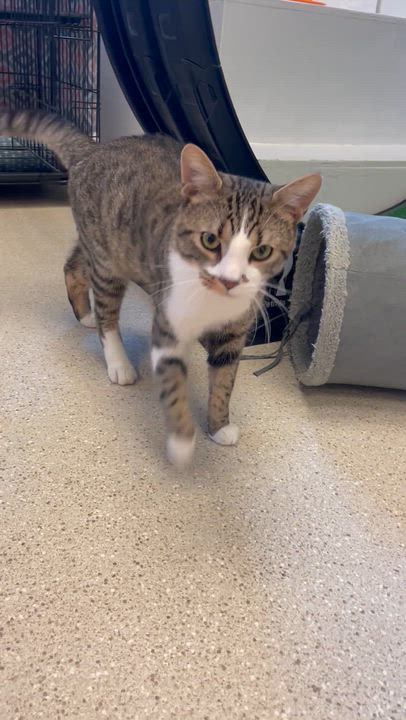 Enlarge Tofu, an adoption pending Domestic Short Hair in Cincinnati, OH video 4/6