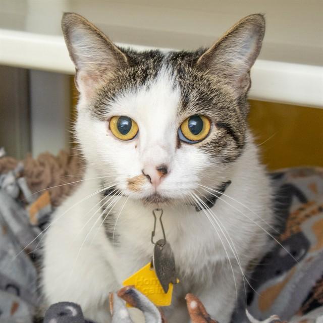 TABBY, Adoptable, Young Female Domestic Short Hair.