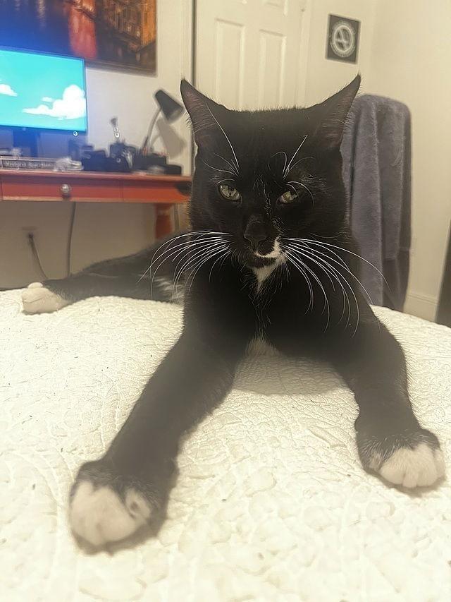 Enlarge Crash, a Adoptable Domestic Short Hair in Tampa, FL image 1/3