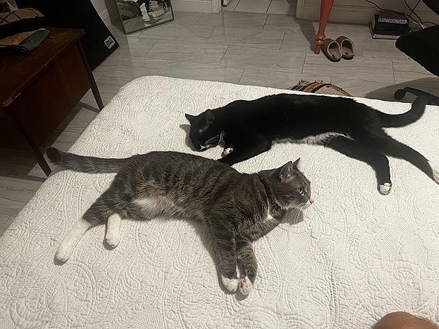 Enlarge Crash, a Adoptable Domestic Short Hair in Tampa, FL image 2/3