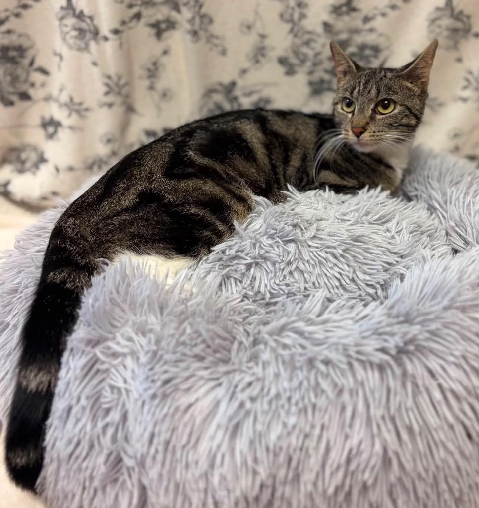 MS. JACKSON, Adoptable, Young Female Domestic Short Hair.