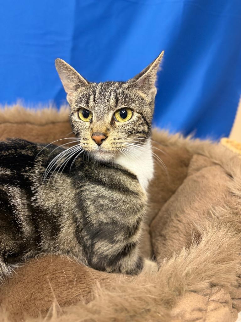 Enlarge MS. JACKSON, a Adoptable mixed breed in Wintersville, OH image 2/2