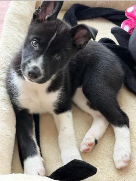 Sapphire, ADOPTABLE, Puppy Female Husky & Shepherd.