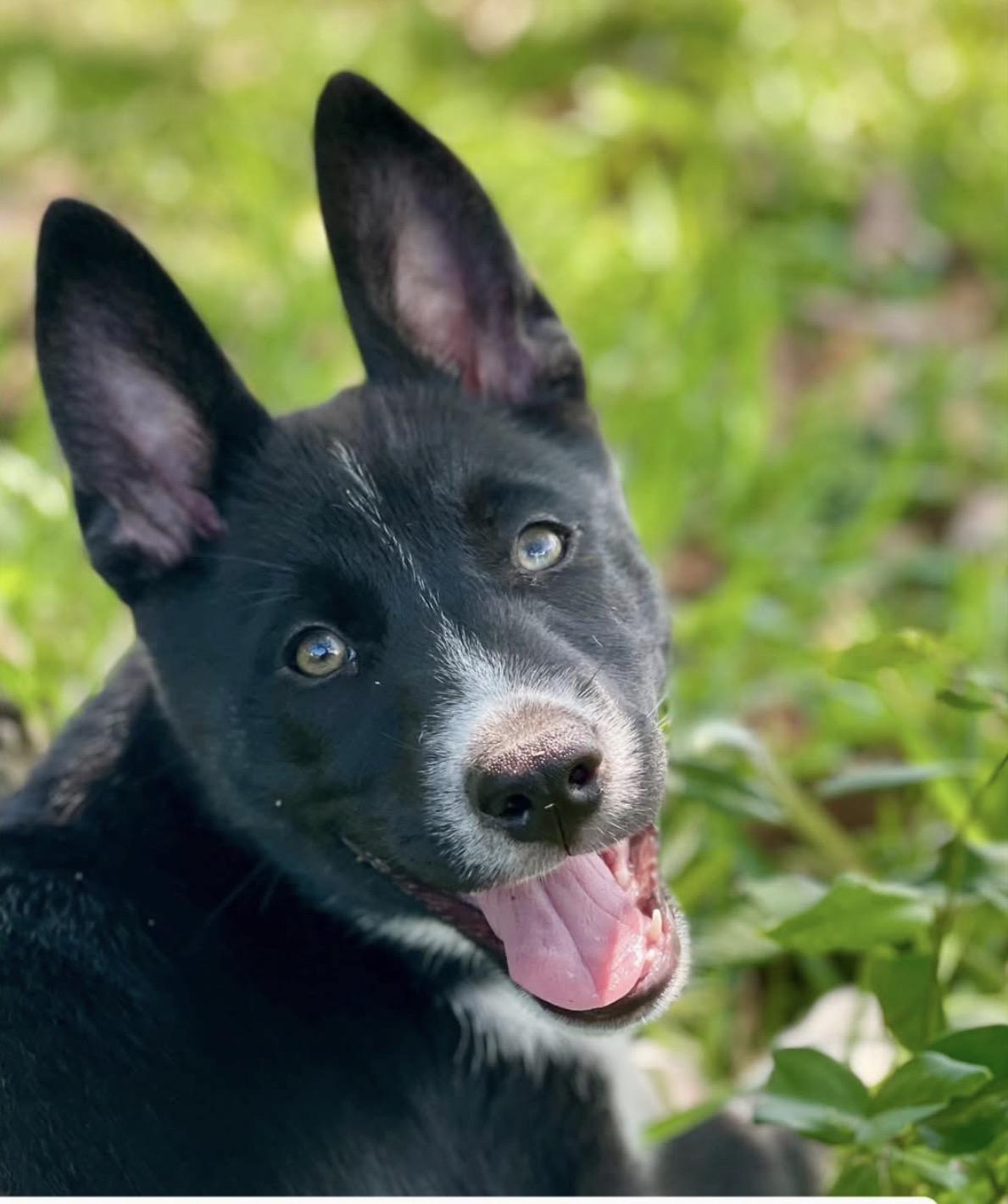 Enlarge Sapphire, a ADOPTABLE mixed breed in Miami, FL image 2/5