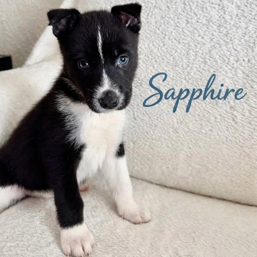 Sapphire, ADOPTABLE, Puppy Female Husky & Shepherd.