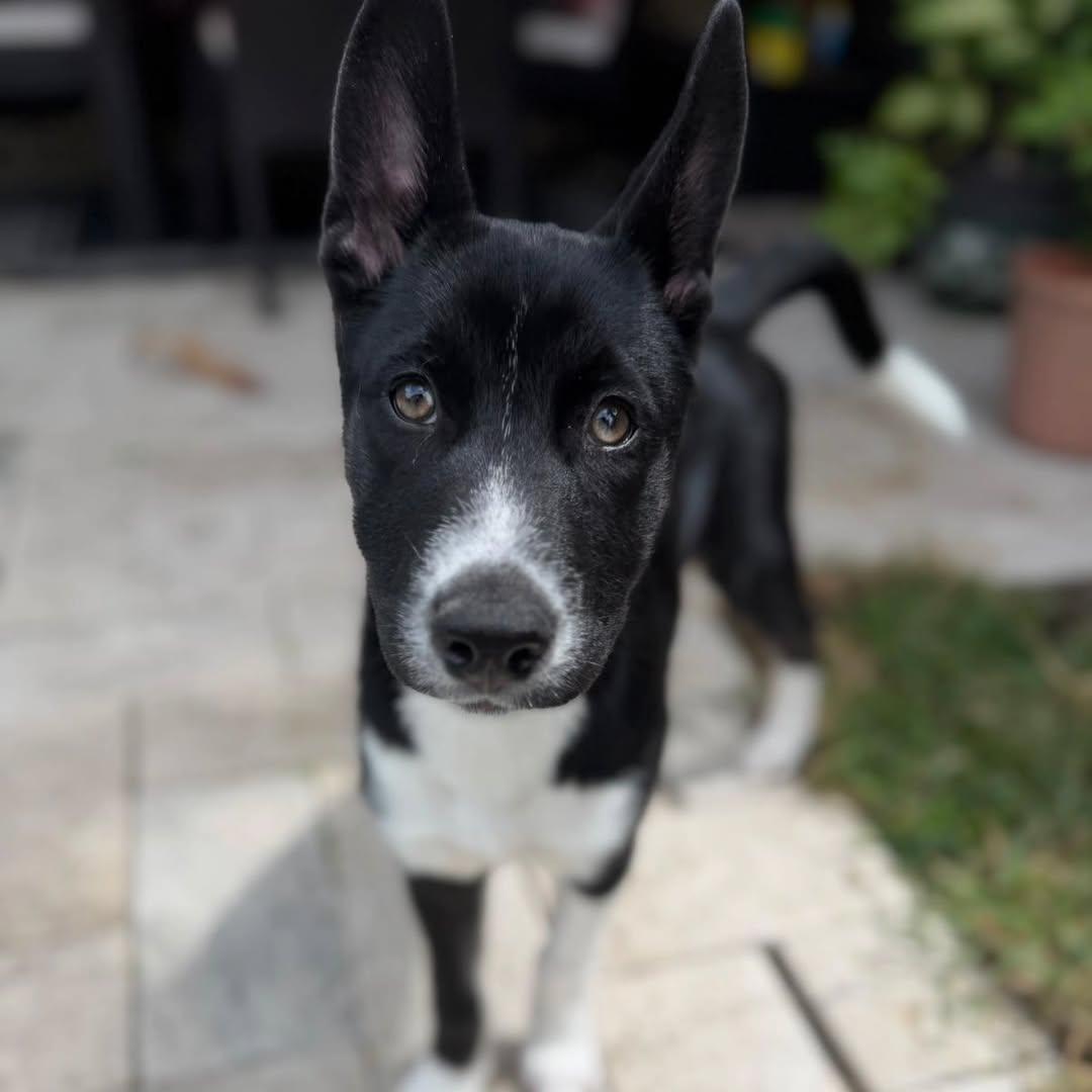 Enlarge Sapphire, a ADOPTABLE mixed breed in Miami, FL image 1/5