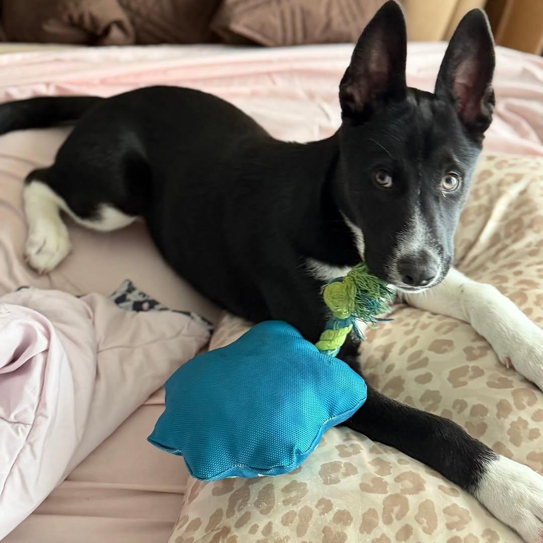 Enlarge Sapphire, a ADOPTABLE mixed breed in Miami, FL image 3/5