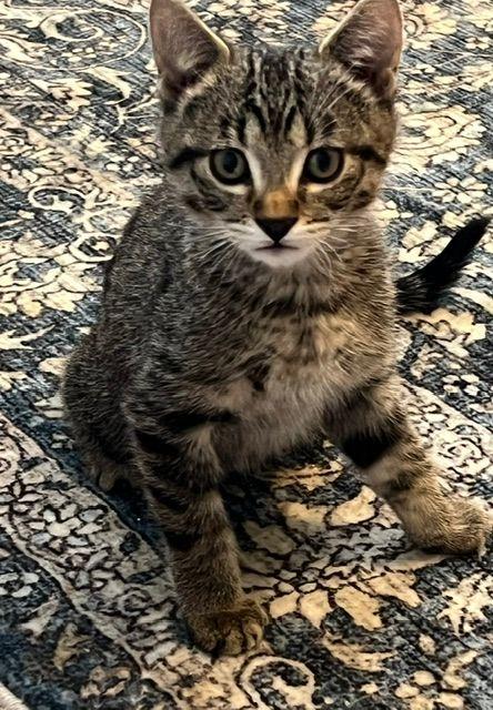 Roscoe (Bonded with Ronan), a Adoptable Domestic Short Hair in Roseville, MN image 3/5
