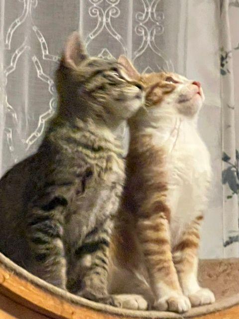 Roscoe (Bonded with Ronan), a Adoptable Domestic Short Hair in Roseville, MN image 5/5