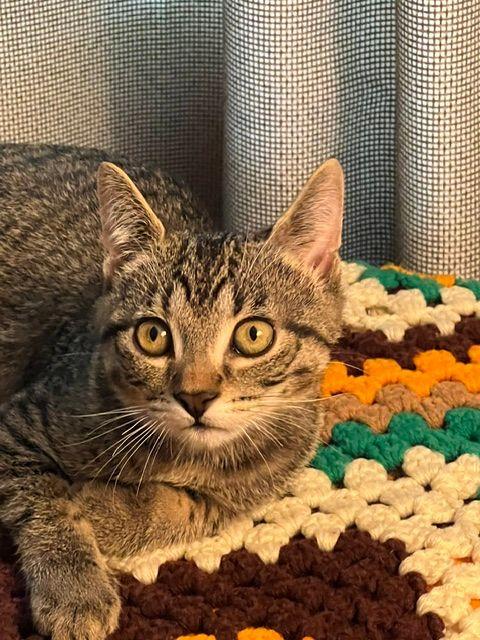 Roscoe (Bonded with Ronan), a Adoptable Domestic Short Hair in Roseville, MN image 4/5