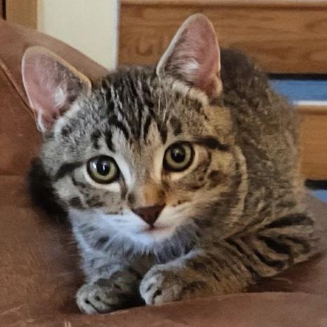 Roscoe (Bonded with Ronan), Adoptable, Young Male Domestic Short Hair.