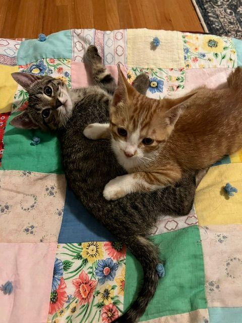 Roscoe (Bonded with Ronan), a Adoptable Domestic Short Hair in Roseville, MN image 2/5