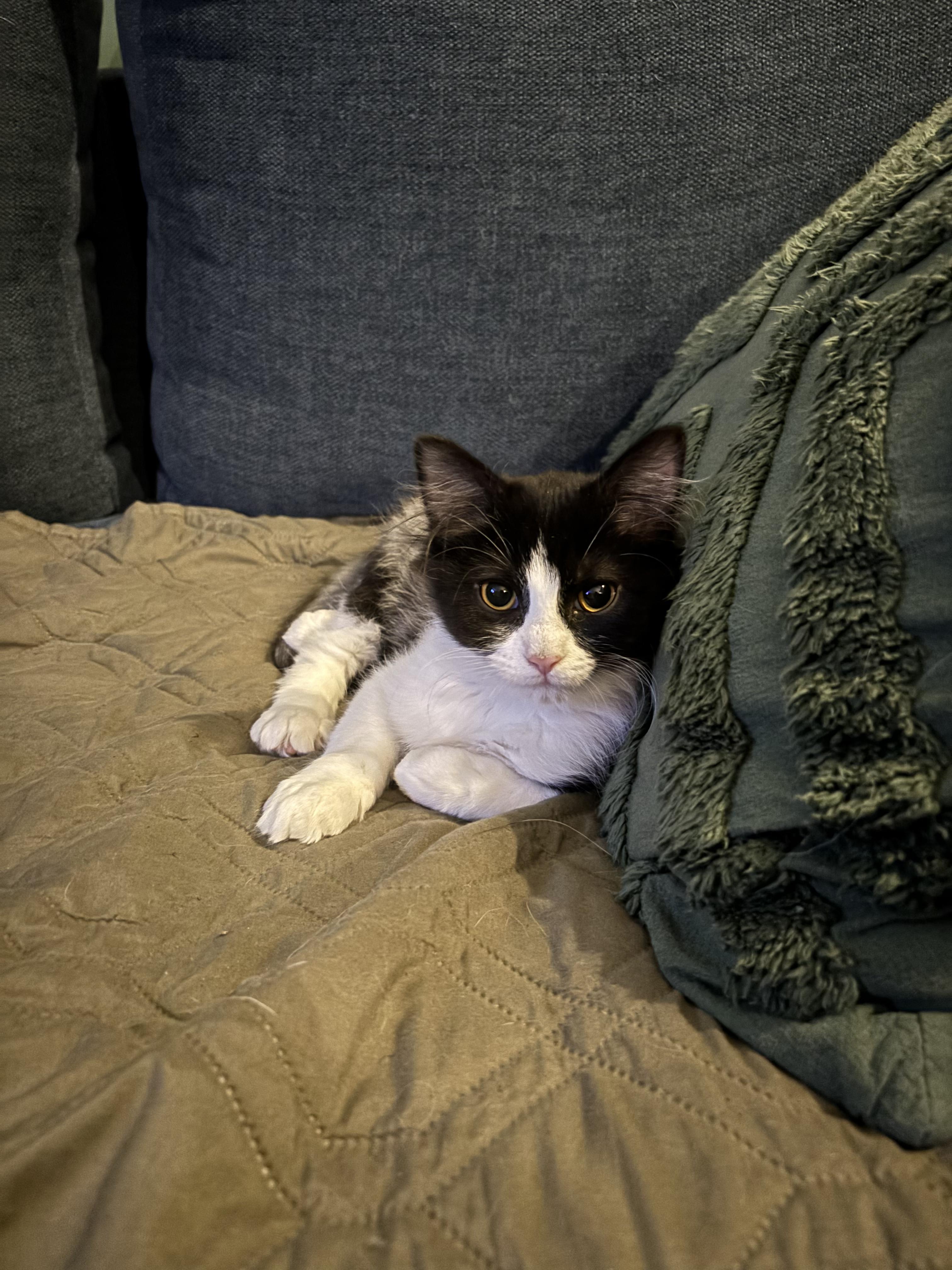 Enlarge Anya AKA Joanie, an adopted Tuxedo in Lexington, KY image 1/1