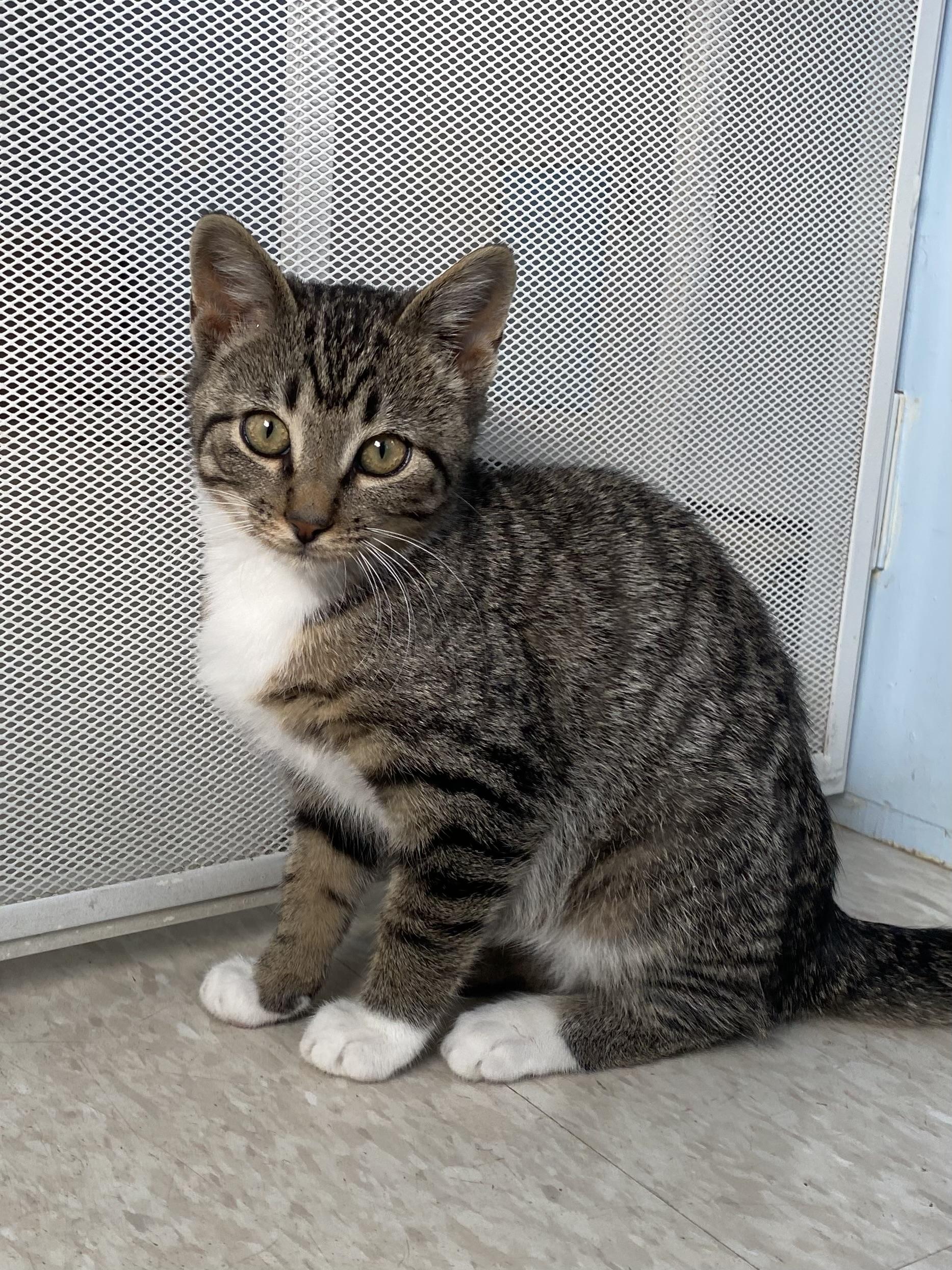 Meany, an adoptable Tabby in Choteau, MT, 59422 | Photo Image 1
