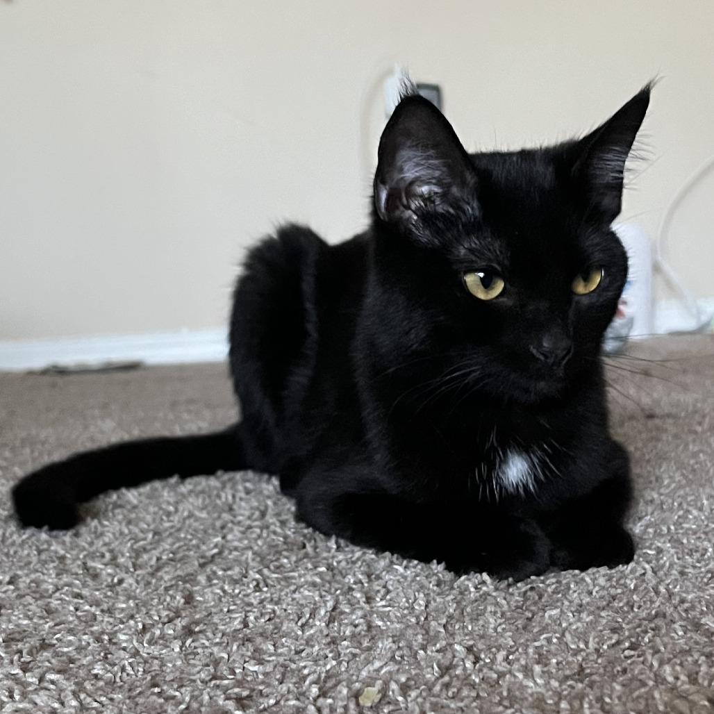 Gravy, Adoptable, Adult Female Domestic Short Hair.