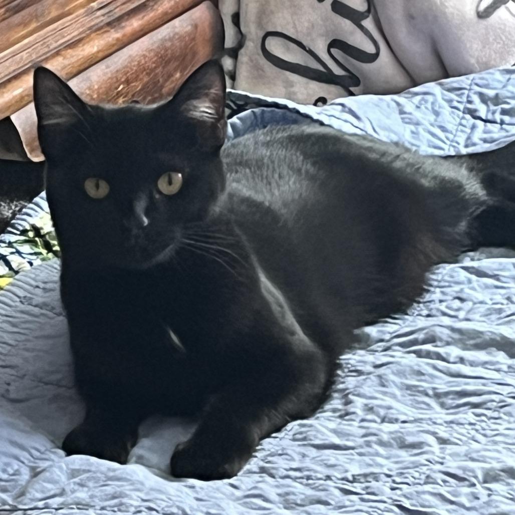 Gravy, a Adoptable Domestic Short Hair in Lithia, FL image 2/2