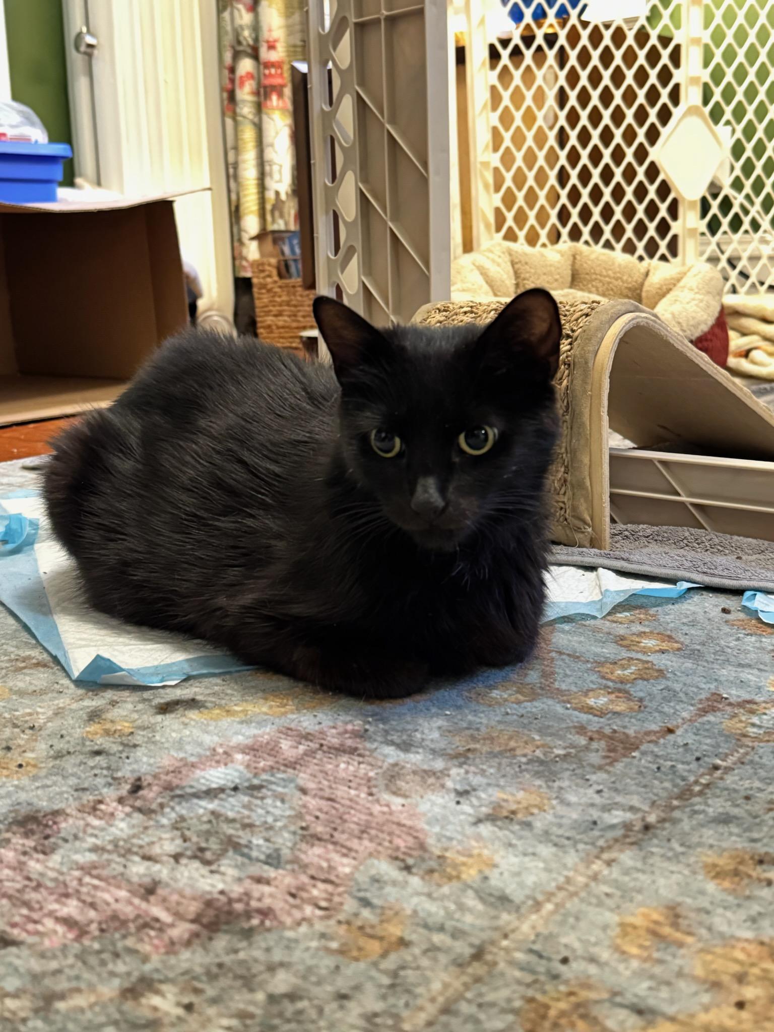 Enlarge Princess Pastina, a ADOPTABLE Domestic Short Hair in Newark, NJ image 3/4