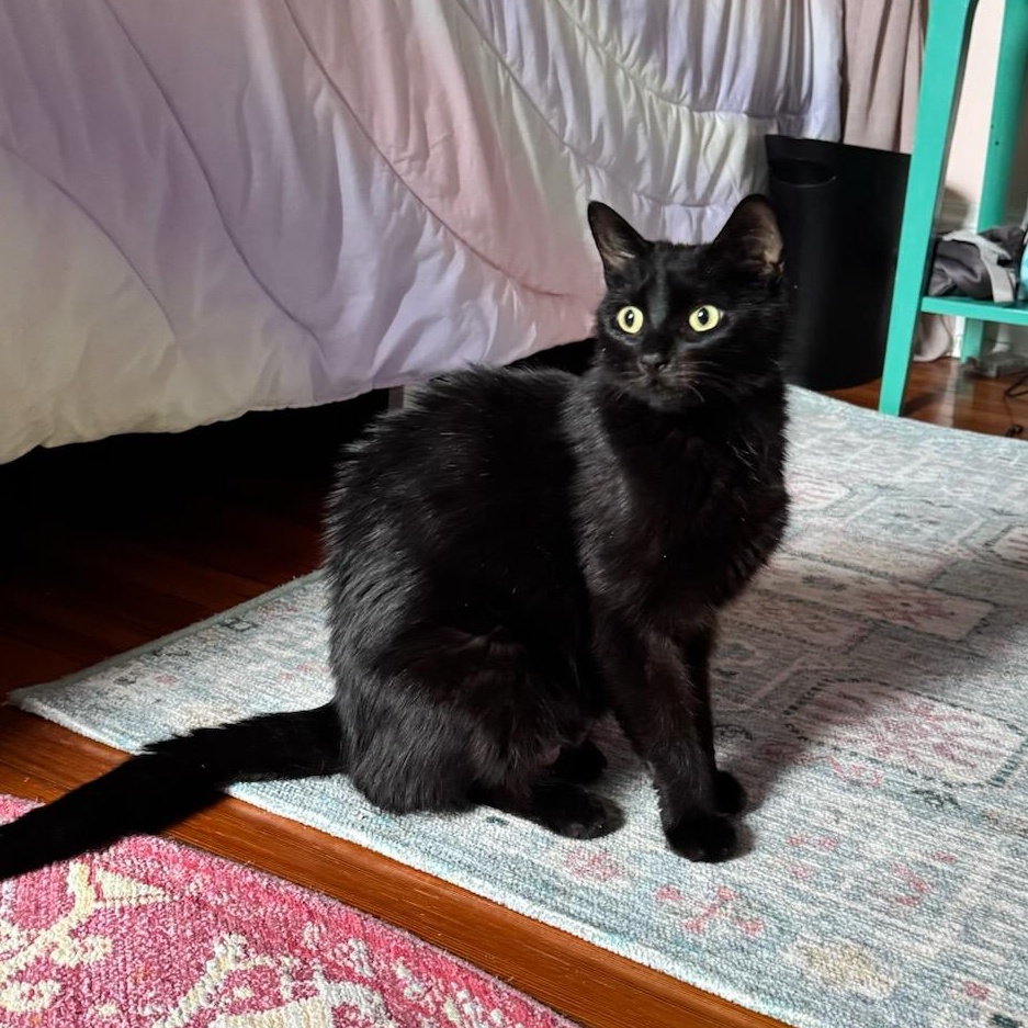 Princess Pastina, ADOPTABLE, Young Female Domestic Short Hair.