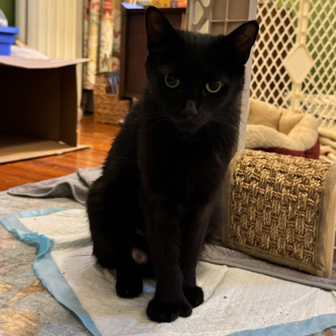 Enlarge Princess Pastina, a ADOPTABLE Domestic Short Hair in Newark, NJ image 2/4