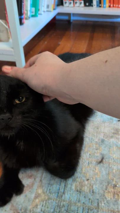 Enlarge Princess Pastina, a ADOPTABLE Domestic Short Hair in Newark, NJ video 4/4