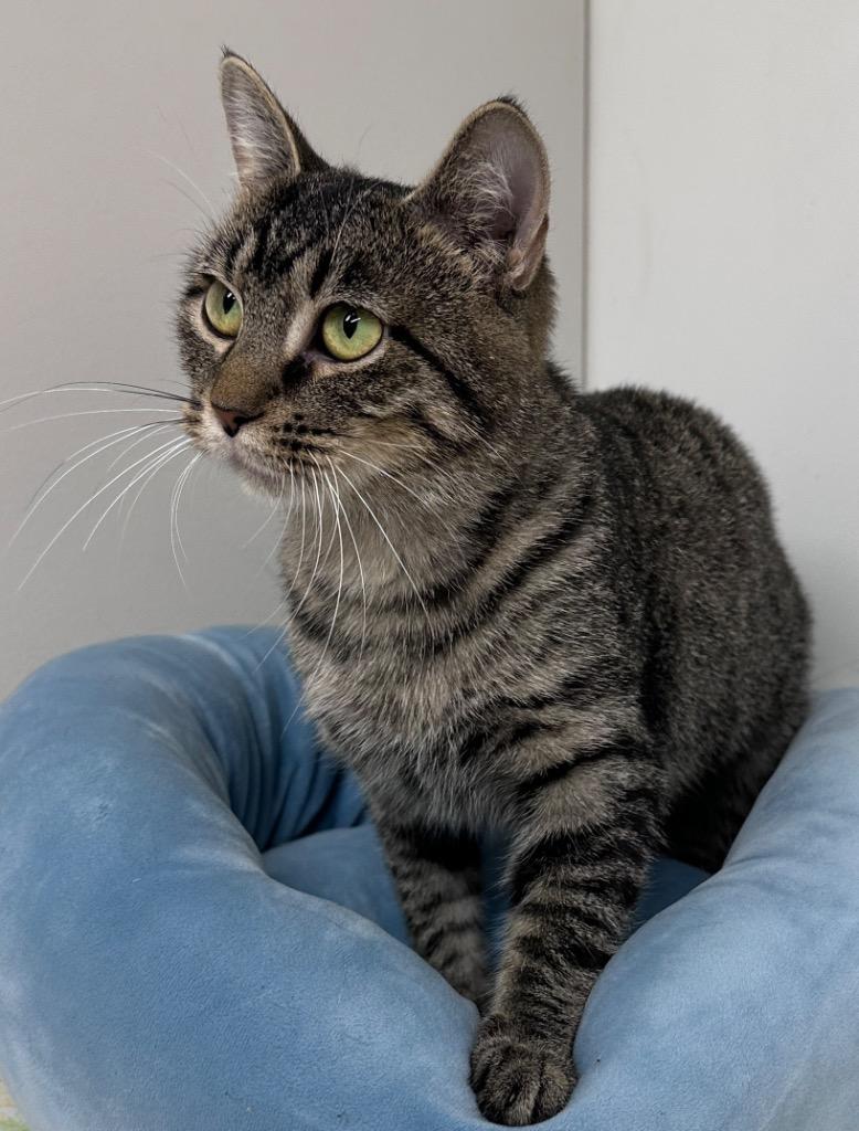 Enlarge Jolene, a Adoptable mixed breed in Waynesville, MO image 2/2