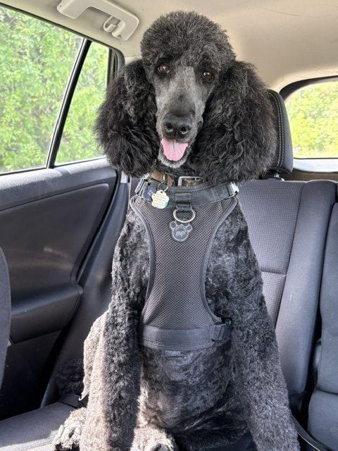 Jasper, a ADOPTABLE Standard Poodle in Cambridge, ON image 3/3