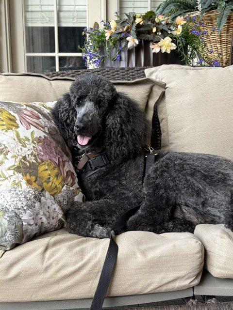 Jasper, a ADOPTABLE Standard Poodle in Cambridge, ON image 2/3