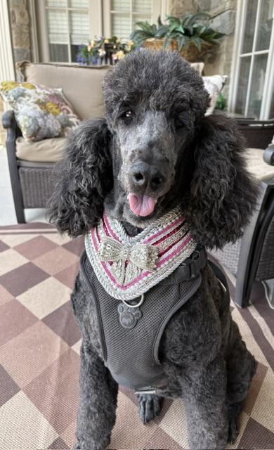Jasper, a ADOPTABLE Standard Poodle in Cambridge, ON image 1/3