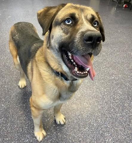 SPADE, Adoptable, Adult Male German Shepherd Dog & Alaskan Malamute.