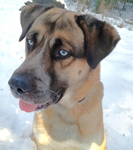 Enlarge SPADE, a Adoptable mixed breed in Anchorage, AK image 1/1