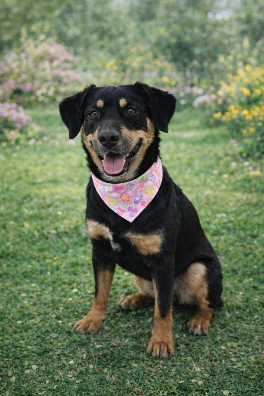 Gretchen - PUPS FOR PAROLE GRADUATE