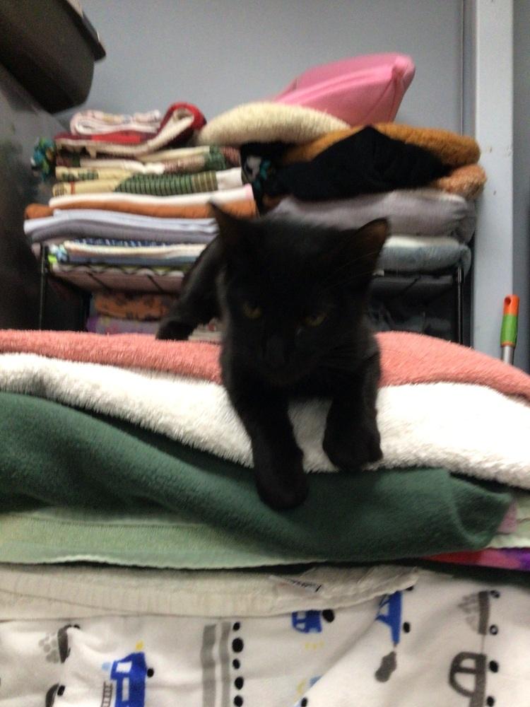 Enlarge Iris, a Adoptable Domestic Short Hair in Logansport , IN image 1/1