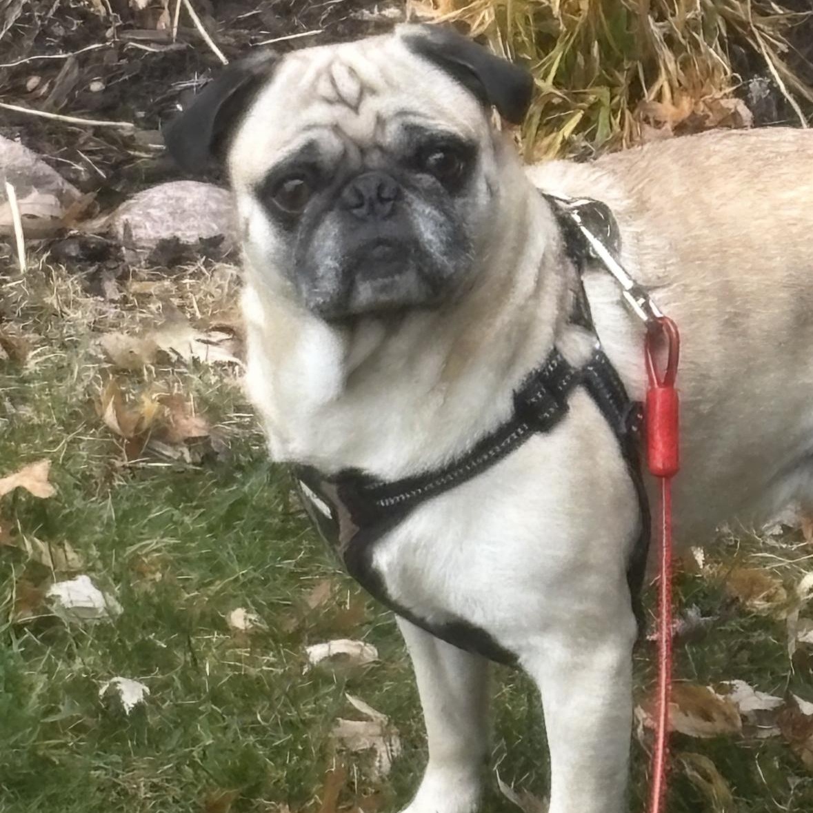 Max, a Adoptable Pug in Mount Prospect, IL image 2/6