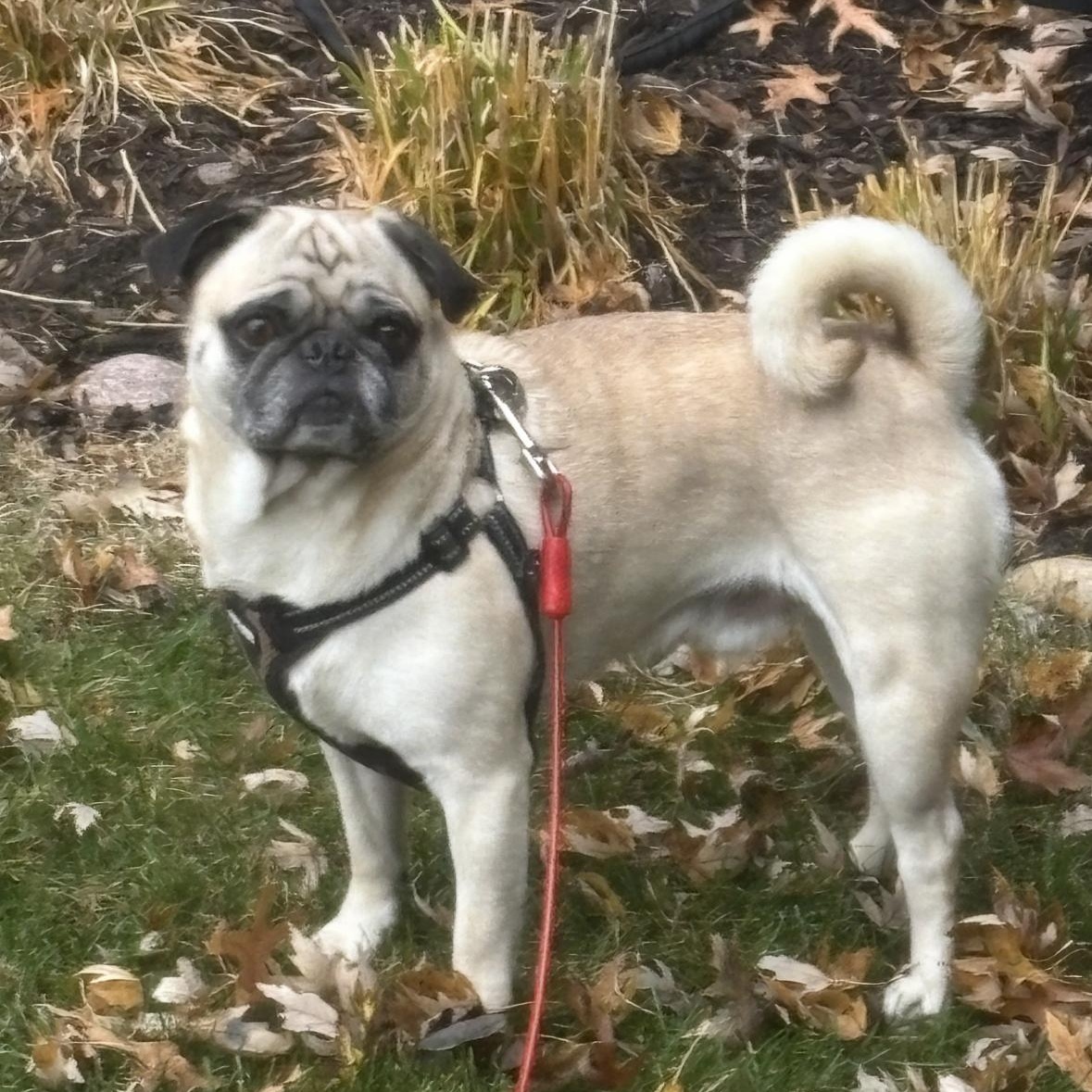 Max, a Adoptable Pug in Mount Prospect, IL image 3/6