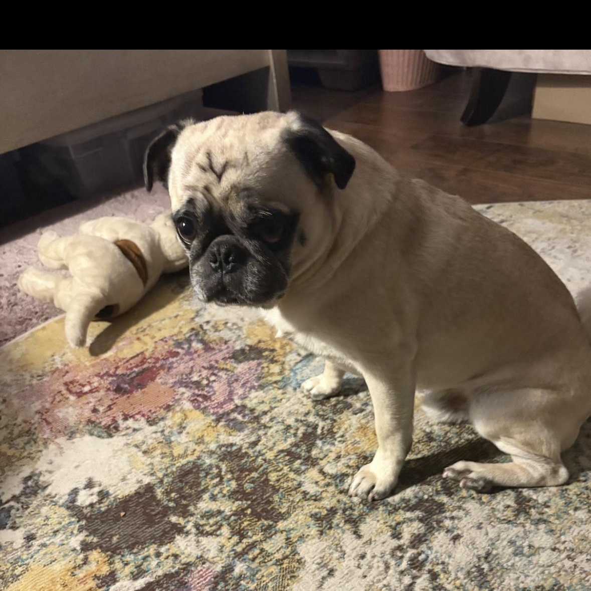 Max, a Adoptable Pug in Mount Prospect, IL image 4/6