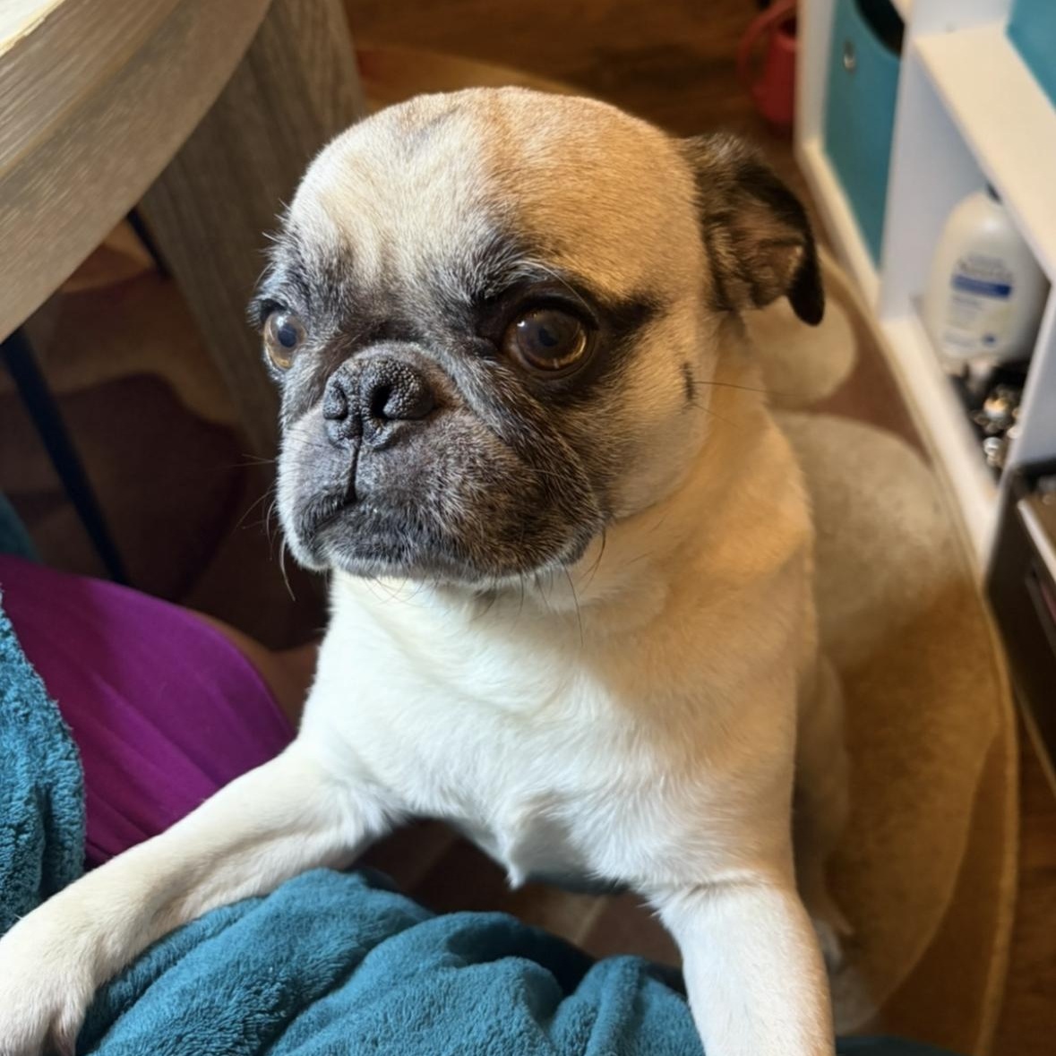 Max, a Adoptable Pug in Mount Prospect, IL image 5/6