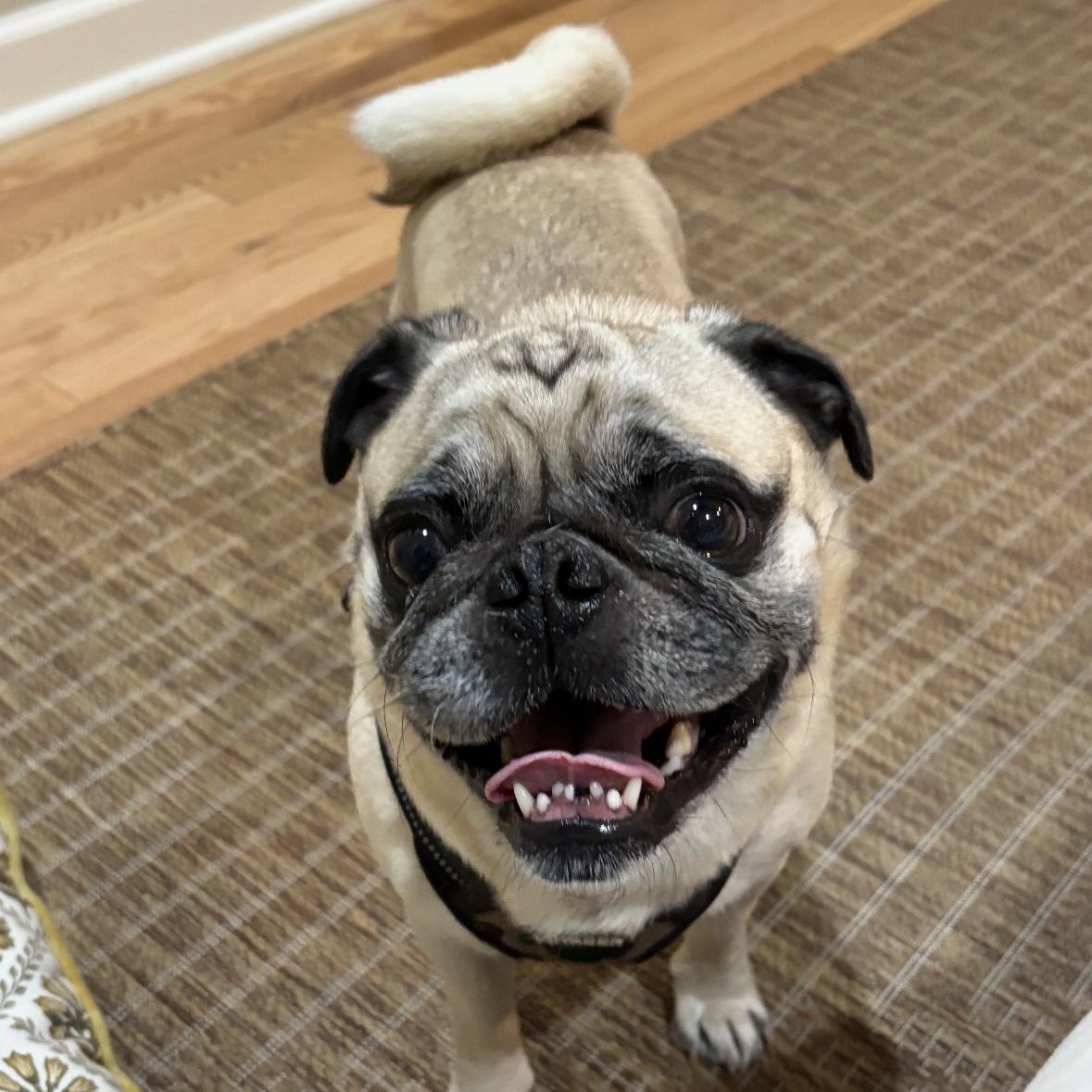 Max, a Adoptable Pug in Mount Prospect, IL image 1/6