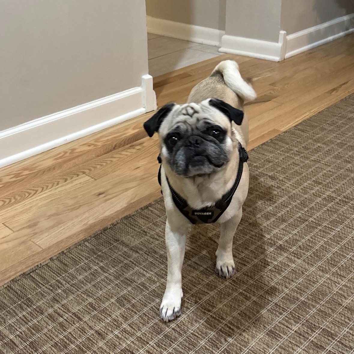 Max, a Adoptable Pug in Mount Prospect, IL image 6/6