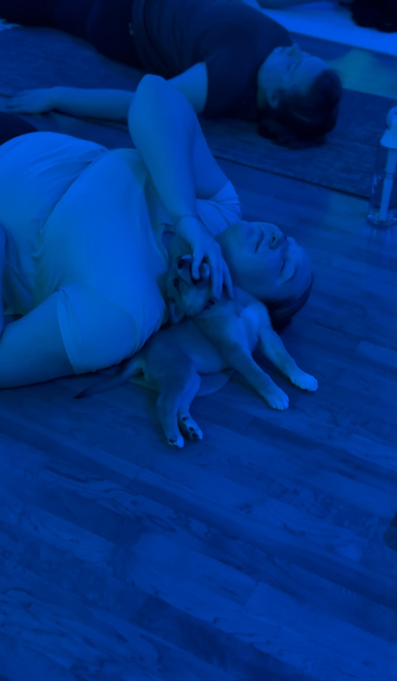 Enlarge Alessia, a Adoptable mixed breed in Boston, MA image 5/5