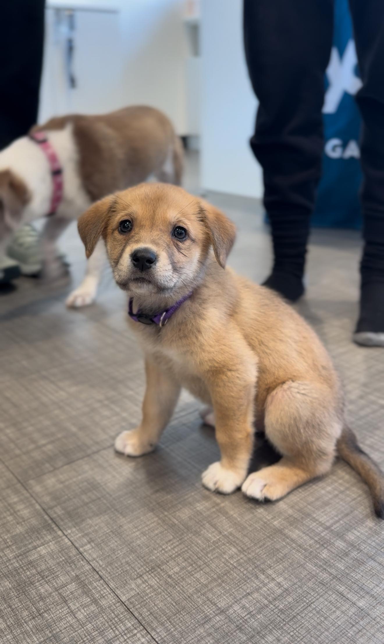 Enlarge Alessia, a Adoptable mixed breed in Boston, MA image 1/5