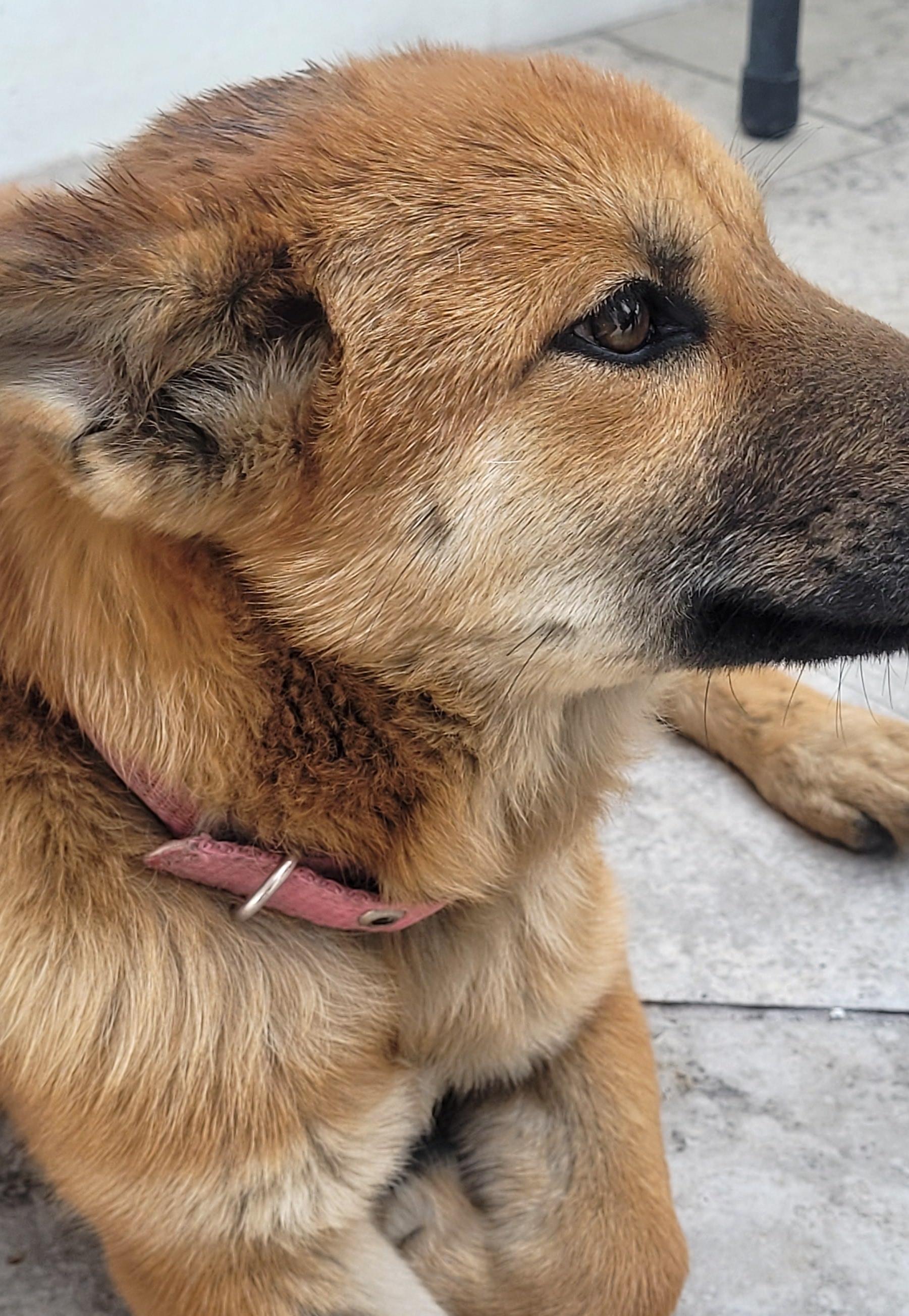 Canelita (4) — thumbnail 2