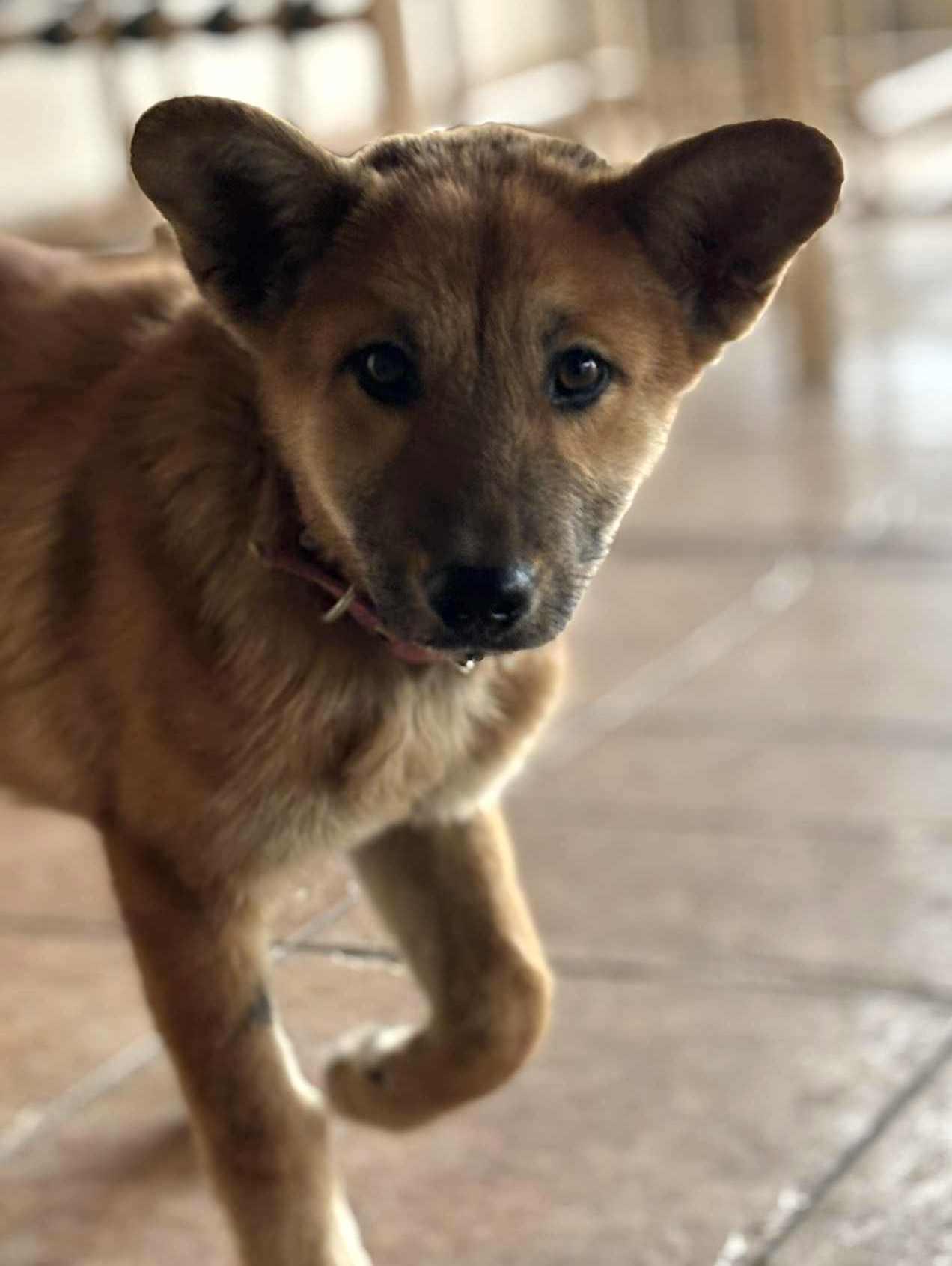 Canelita (4) — thumbnail 3