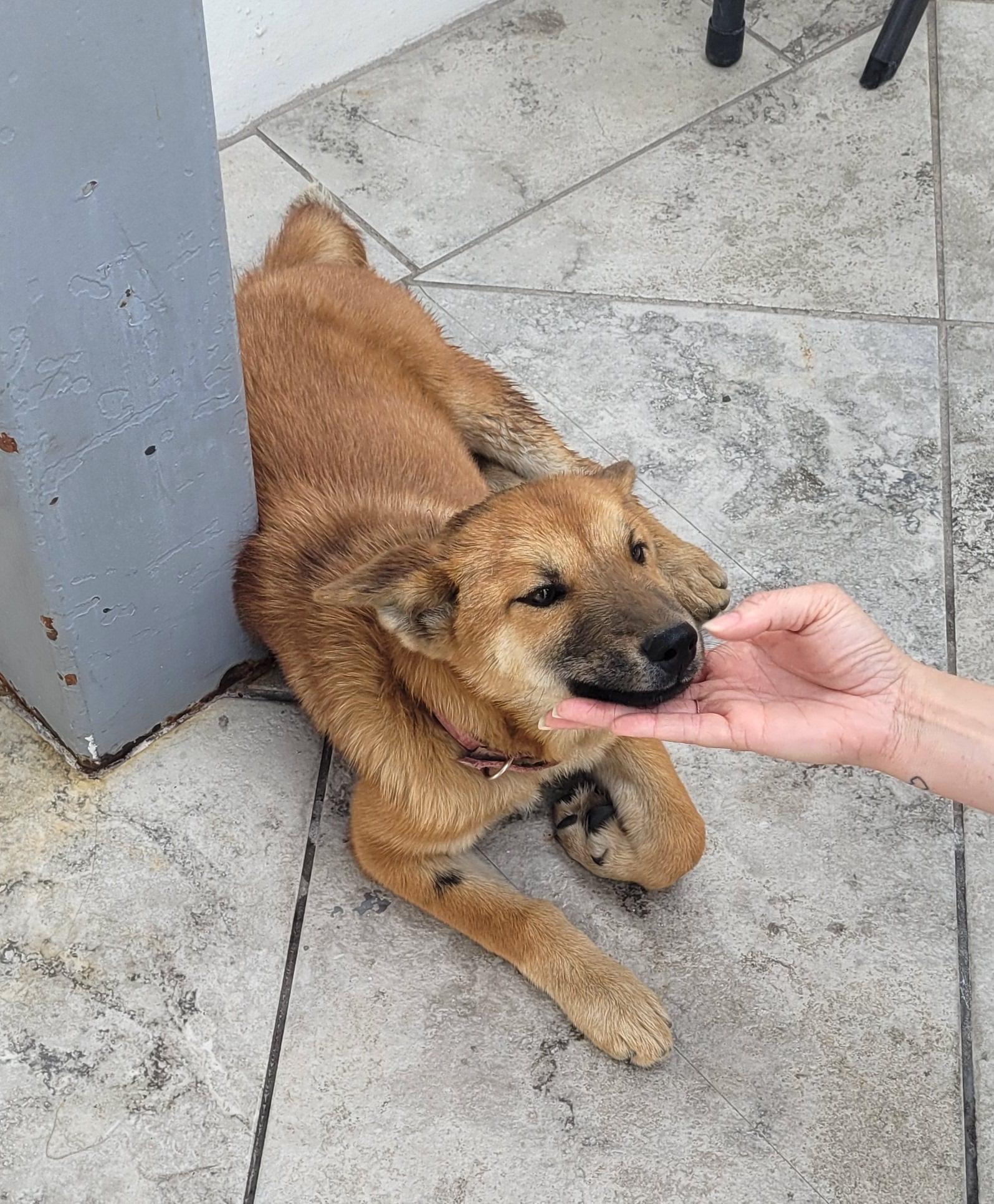 Canelita (4) — thumbnail 4