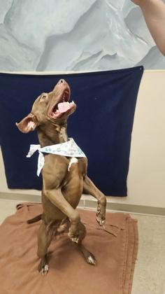 Maverick, a ADOPTABLE Mixed Breed in Hamilton, OH image 4/4