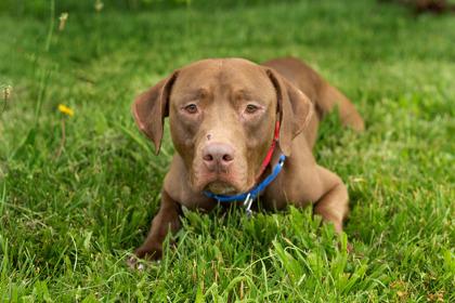Maverick, a ADOPTABLE Mixed Breed in Hamilton, OH image 3/4