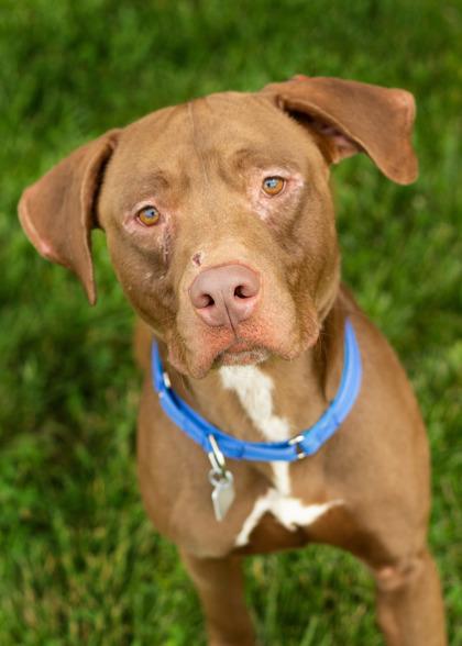 Maverick, a ADOPTABLE Mixed Breed in Hamilton, OH image 1/4