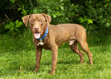 Maverick, a ADOPTABLE Mixed Breed in Hamilton, OH image 2/4