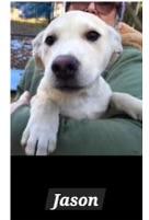 5 hound mixes, a Adoptable mixed breed in Hot Springs, AR image 1/4