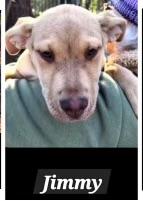 5 hound mixes, a Adoptable mixed breed in Hot Springs, AR image 2/4