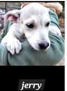 5 hound mixes, a Adoptable mixed breed in Hot Springs, AR image 3/4